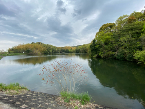 公園の竹林を歩く_e0136066_21261090.jpg