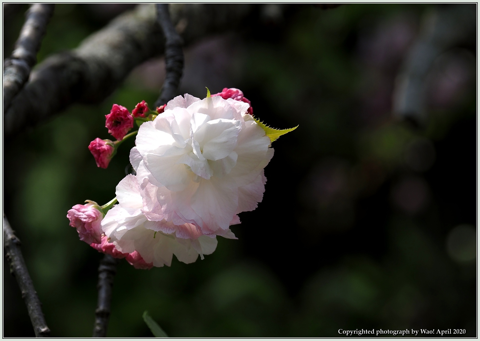 関山桜・他_c0198669_18360666.jpg