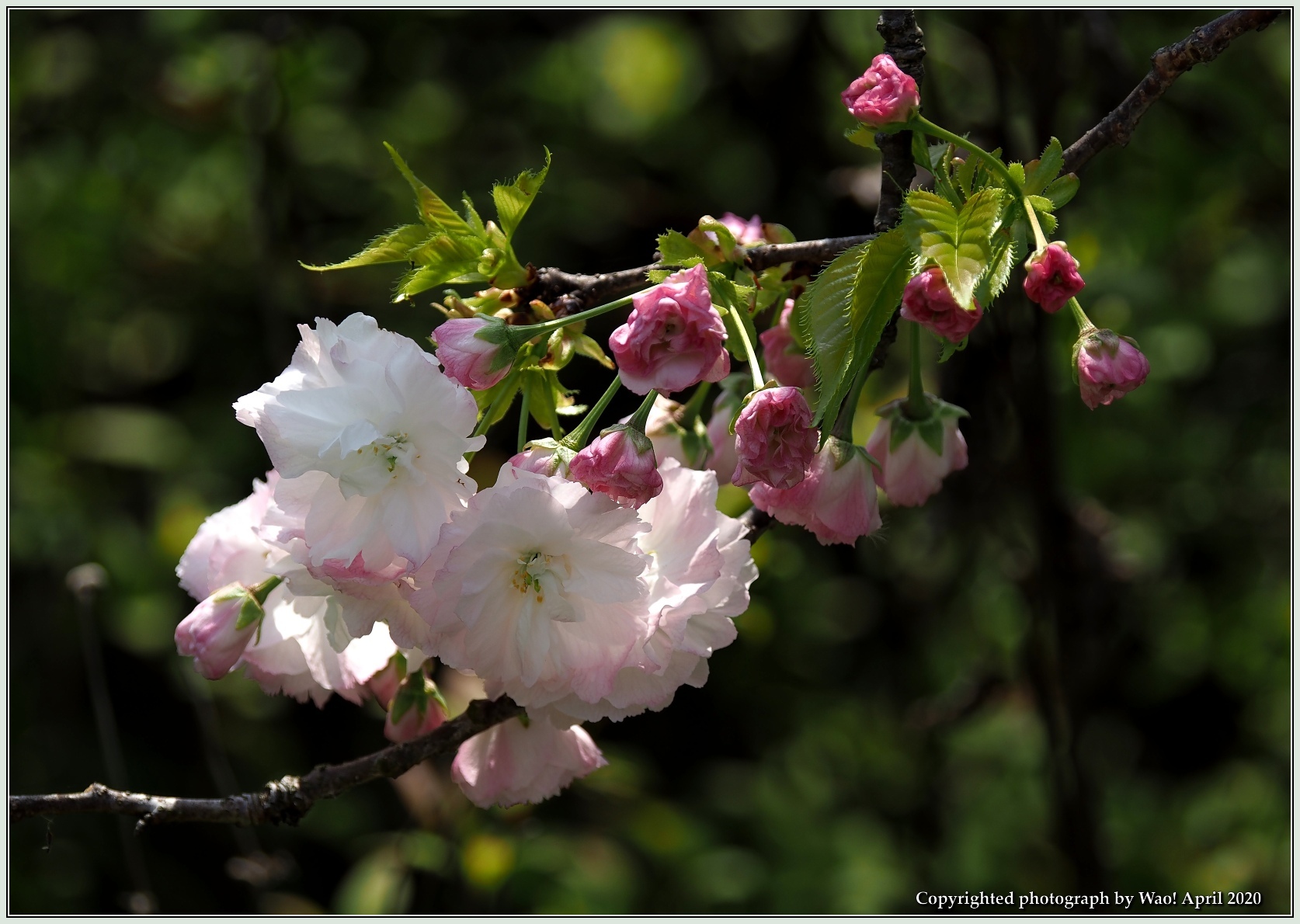 関山桜・他_c0198669_18361517.jpg