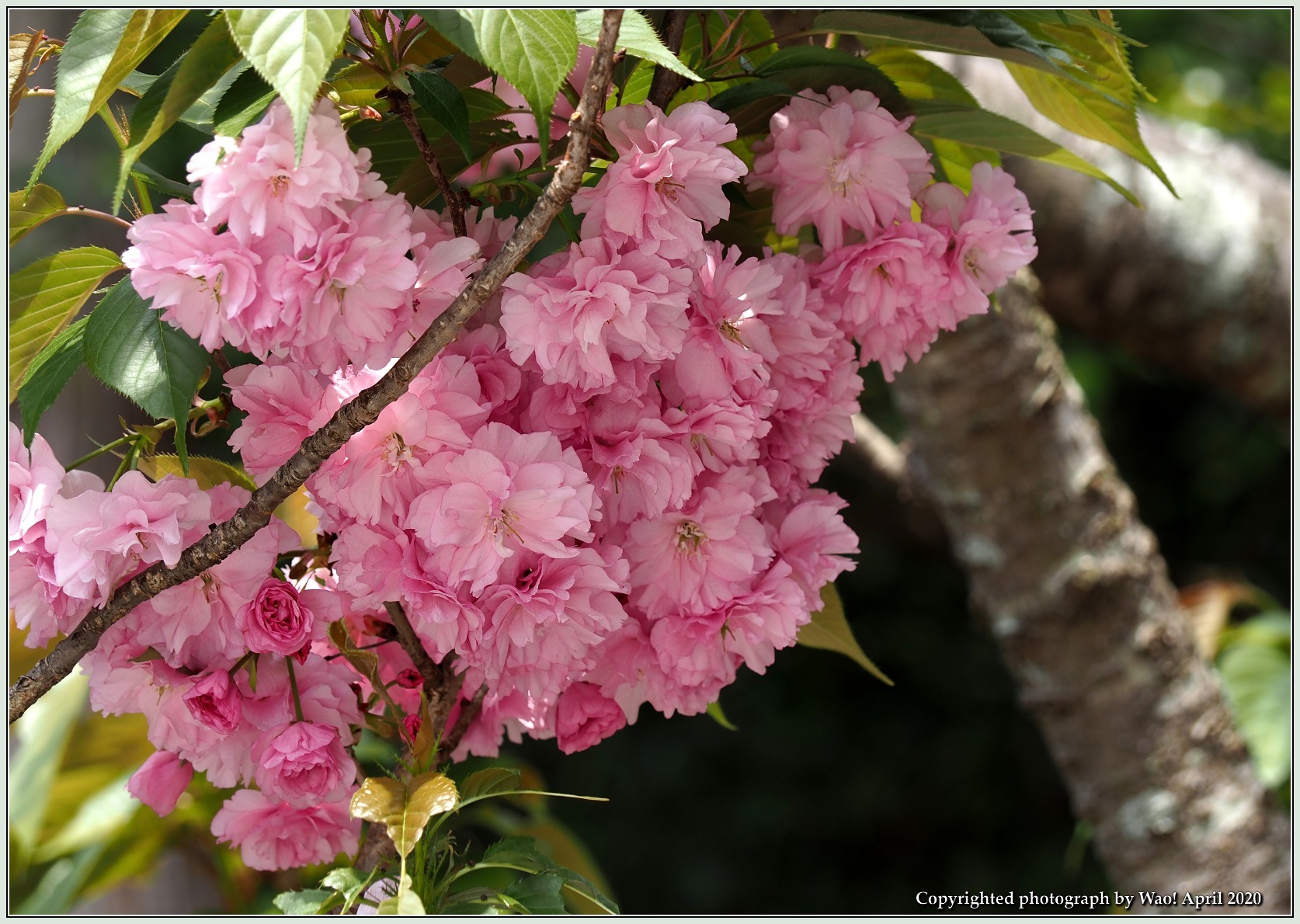 関山桜・他_c0198669_18365605.jpg