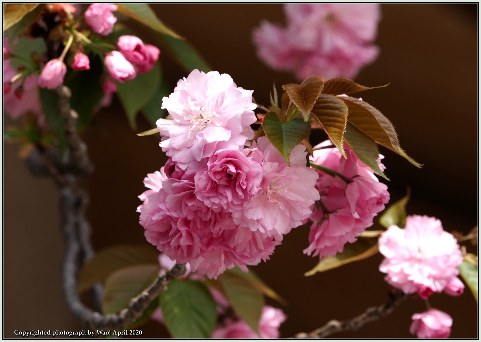 関山桜・他_c0198669_18365857.jpg