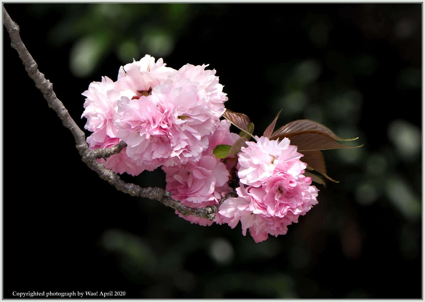 関山桜・他_c0198669_18370876.jpg