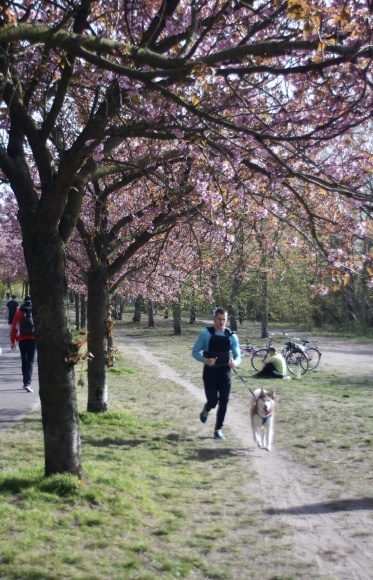 ベルリンの八重桜並木!_c0180686_13374557.jpeg