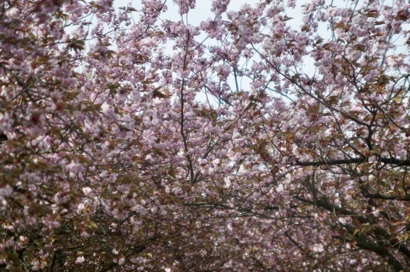 ベルリンの八重桜並木!_c0180686_13381626.jpeg
