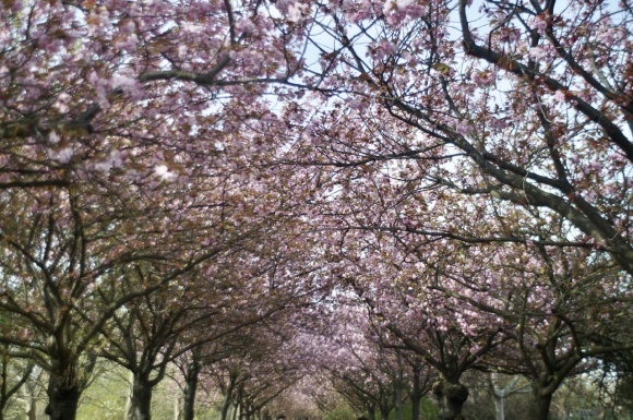 ベルリンの八重桜並木!_c0180686_13385735.jpeg