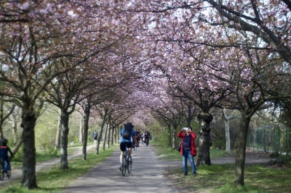 ベルリンの八重桜並木!_c0180686_13433791.jpeg