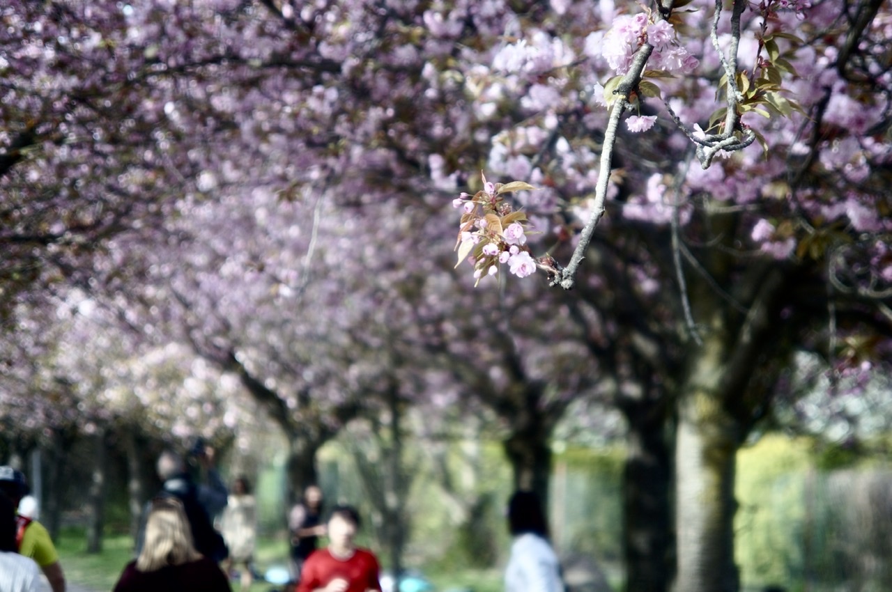 ベルリンの八重桜並木!_c0180686_13440656.jpeg