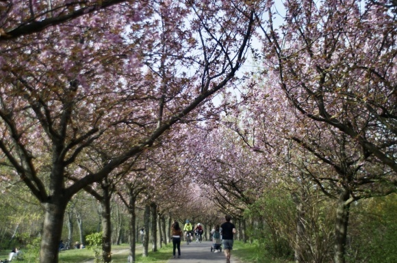 ベルリンの八重桜並木!_c0180686_13494755.jpeg