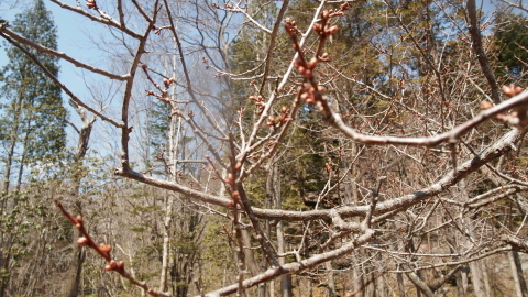 一気に春のような暖かな一日_b0343293_22003733.jpg