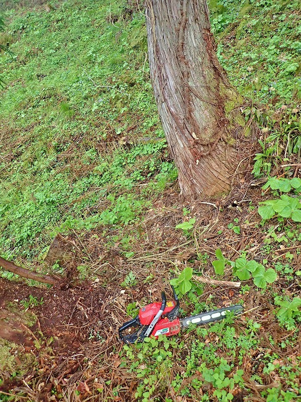 兼業農家は引き続き\"山仕事へ\"行くことに・・・_c0336902_20371402.jpg