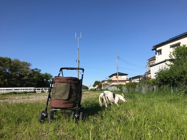 今日も歩行の練習に♪_f0242002_11402071.jpg