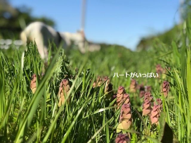 今日も歩行の練習に♪_f0242002_17085079.jpg