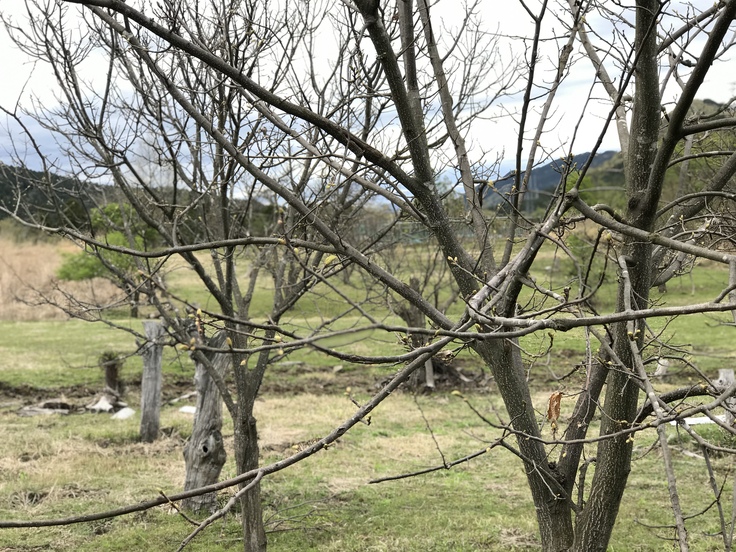 新緑の季節ですね!_c0212604_654230.jpg