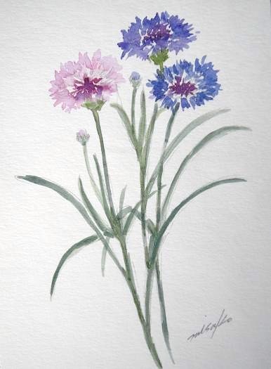 矢車草 : 水彩画Misako花のパレット