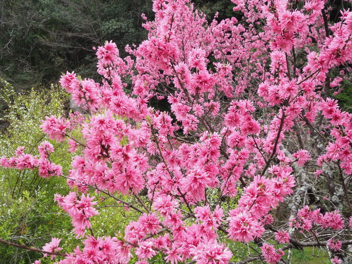 菊桃（きくもも）の花 : ゆきだより。。日々つれづれ