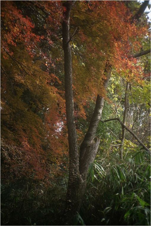 2159  素人は素人（2019年12月11日キネタール37.5mmF1.8が王寺の街をよぎり）　望みの綱_b0226423_22140535.jpg