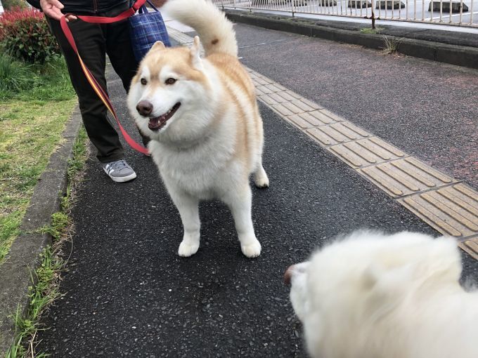 2020年4月前半 インスタ写真集 その1_f0128542_00432131.jpg