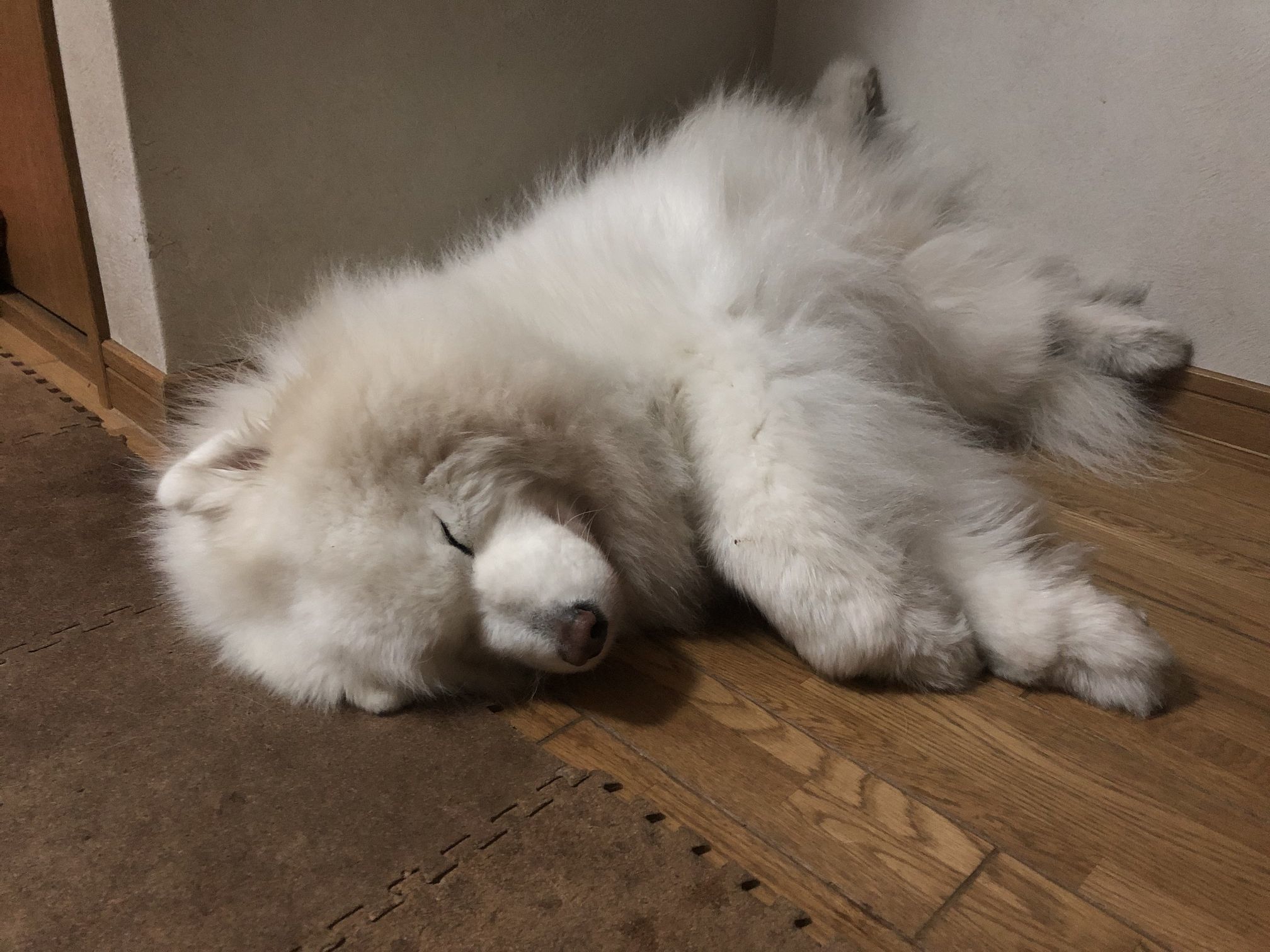 2020年4月前半 インスタ写真集 その1_f0128542_00550405.jpg