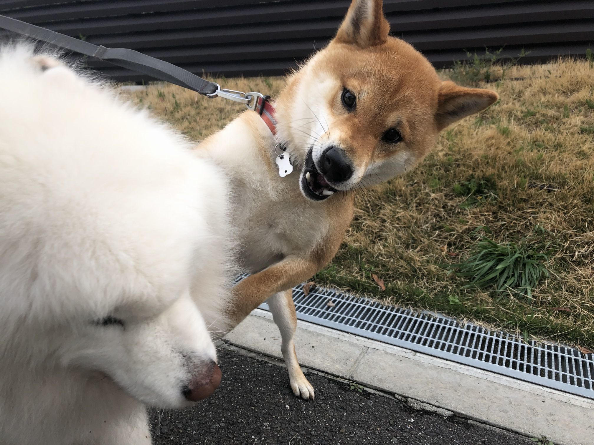 2020年4月前半 インスタ写真集 その1_f0128542_00572912.jpg
