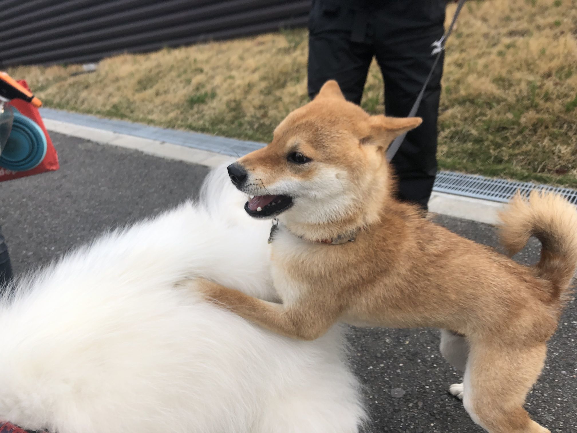 2020年4月前半 インスタ写真集 その1_f0128542_00582260.jpg