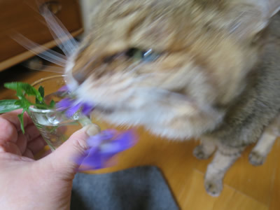 ガブッ_e0262651_06491967.jpg