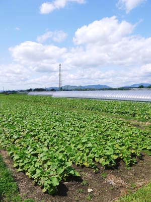 有機栽培の水田ごぼう 令和2年の出荷はGW明けから!栽培方法を変え長期にわたり出荷します!_a0254656_17485394.jpg