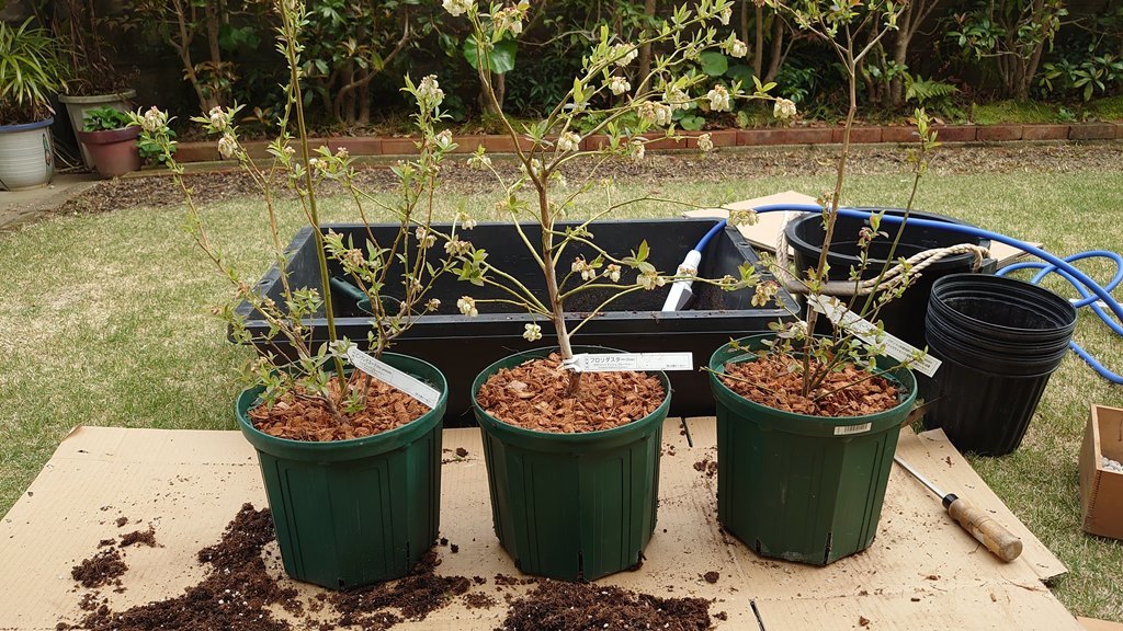 ブルーベリー3年生苗木入荷 & 鉢植替え in 広島市 : ブルーベリー栽培