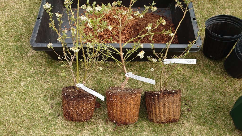 ブルーベリー3年生苗木入荷 鉢植替え In 広島市 初めてのブルーベリー栽培記 ブルーベリー3年生苗木入荷 鉢植替え In 広島市 初めてのブルーベリー栽培記