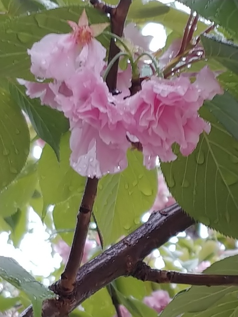 イブ早くしてくれないかな?_c0162773_12175501.jpg