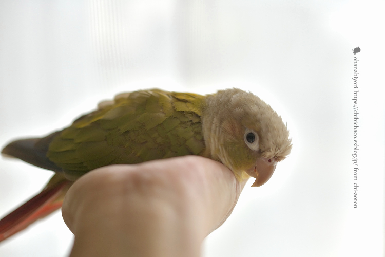 ちびちゃん の 心配ごと_c0319774_18073357.jpg