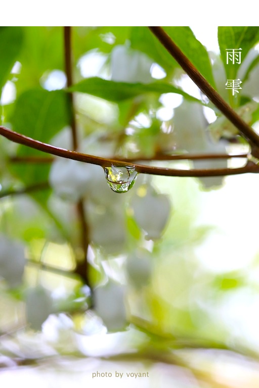 雨雫_d0316986_14523535.jpg