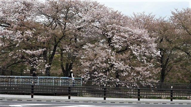 藤田八束の鉄道写真@今年の桜は綺麗でした。私たちの街にも桜が咲きました。桜に感謝元気をもらう・・・・貨物列車と桜の花_d0181492_21584609.jpg