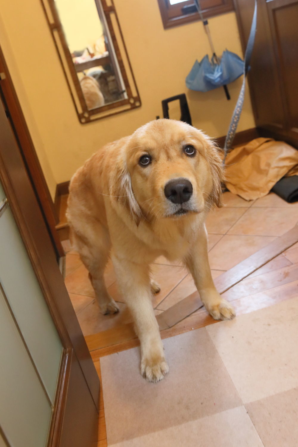 やんちゃ坊主１０ヶ月 ハナ ララとお散歩