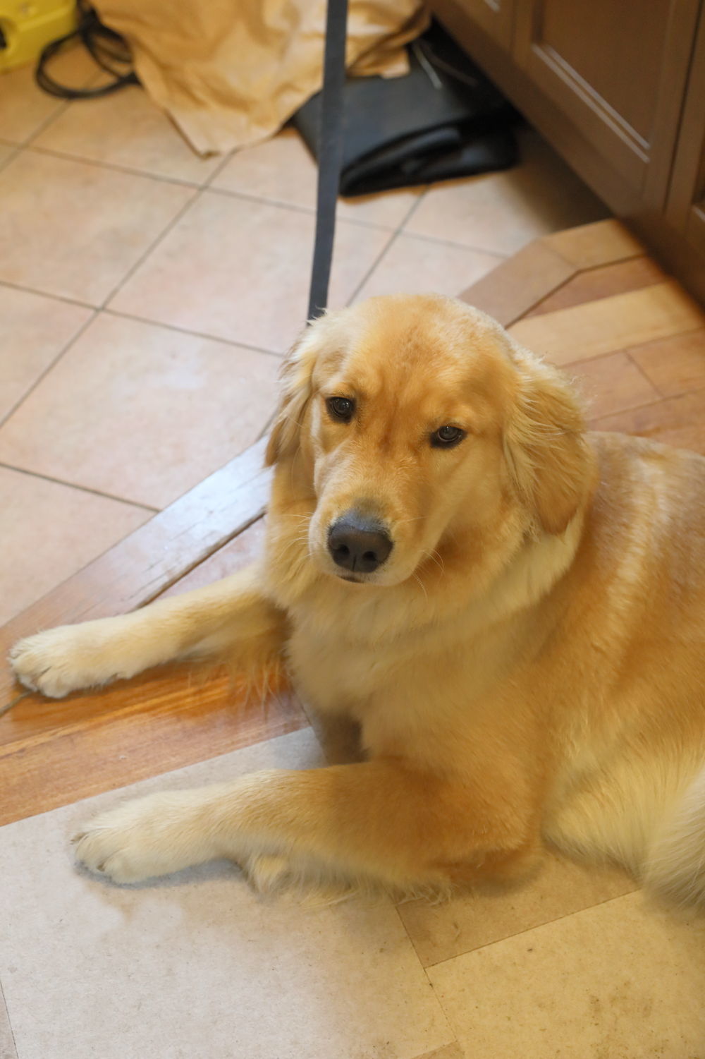 やんちゃ坊主１０ヶ月 ハナ ララとお散歩