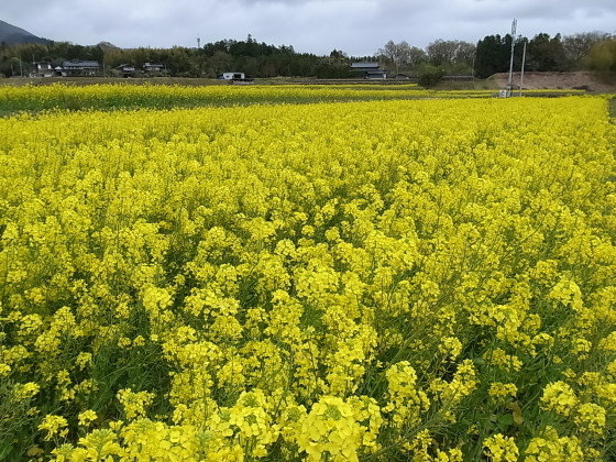 奈義 菜の花畑 奈義現代美術館 岡山県勝田郡奈義町豊沢 バディあきら 酒場放浪 食べ歩き 山歩き 音楽 ギター 映画にワンコ 時々野良猫