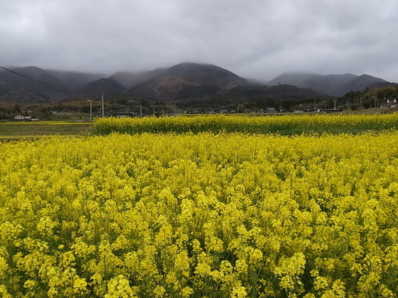 奈義 菜の花畑 奈義現代美術館 岡山県勝田郡奈義町豊沢 バディあきら 酒場放浪 食べ歩き 山歩き 音楽 ギター 映画にワンコ 時々野良猫