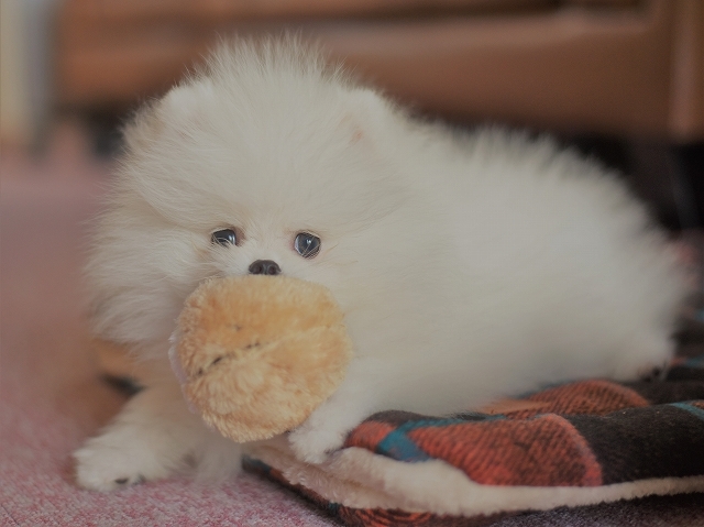子犬はむずかしい_d0360206_00482514.jpg