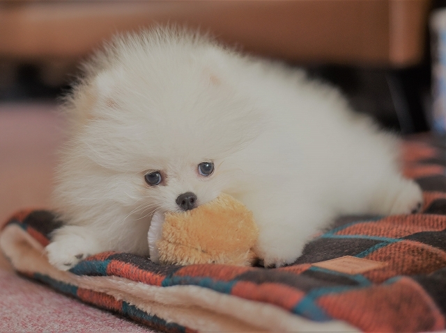 子犬はむずかしい_d0360206_00482995.jpg