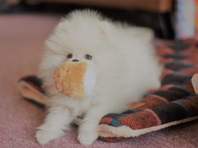 子犬はむずかしい_d0360206_00484248.jpg