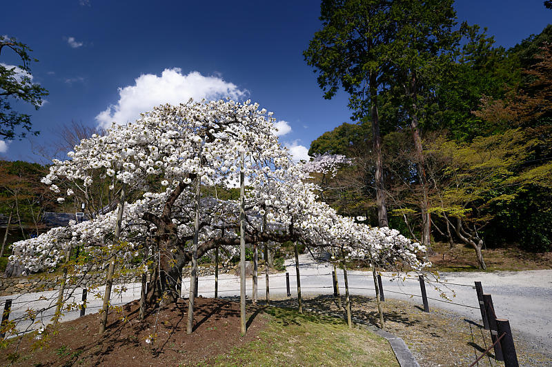 2020桜巡り@大原野神社 千眼桜_f0032011_21293930.jpg