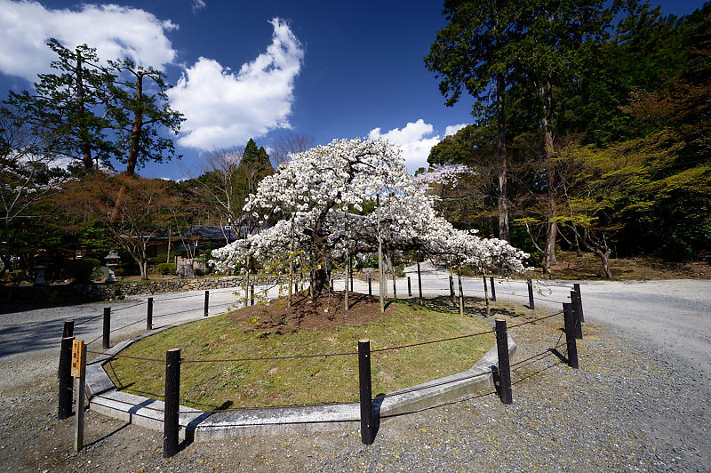 2020桜巡り@大原野神社 千眼桜_f0032011_21293968.jpg