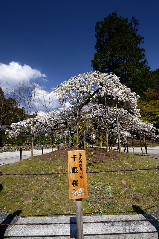 2020桜巡り@大原野神社 千眼桜_f0032011_21293977.jpg