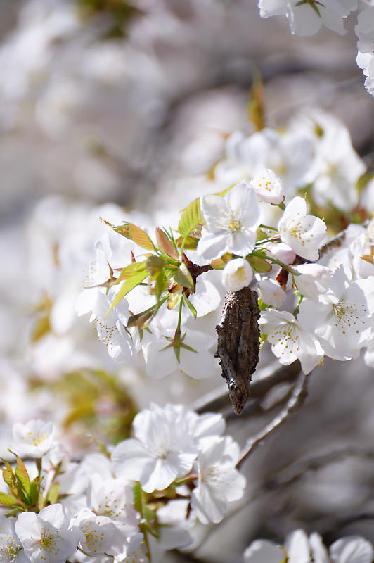 2020桜巡り@大原野神社 千眼桜_f0032011_21293985.jpg
