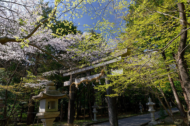2020桜巡り@大原野神社 千眼桜_f0032011_21294047.jpg