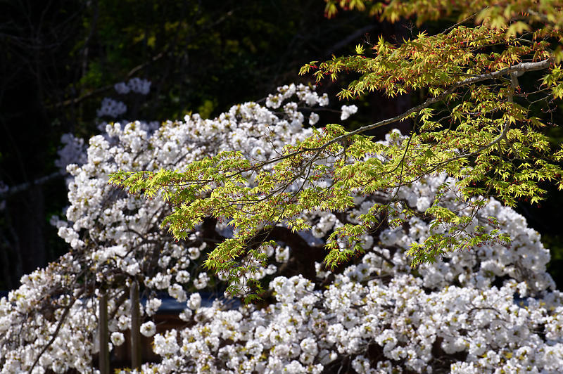 2020桜巡り@大原野神社 千眼桜_f0032011_21334426.jpg