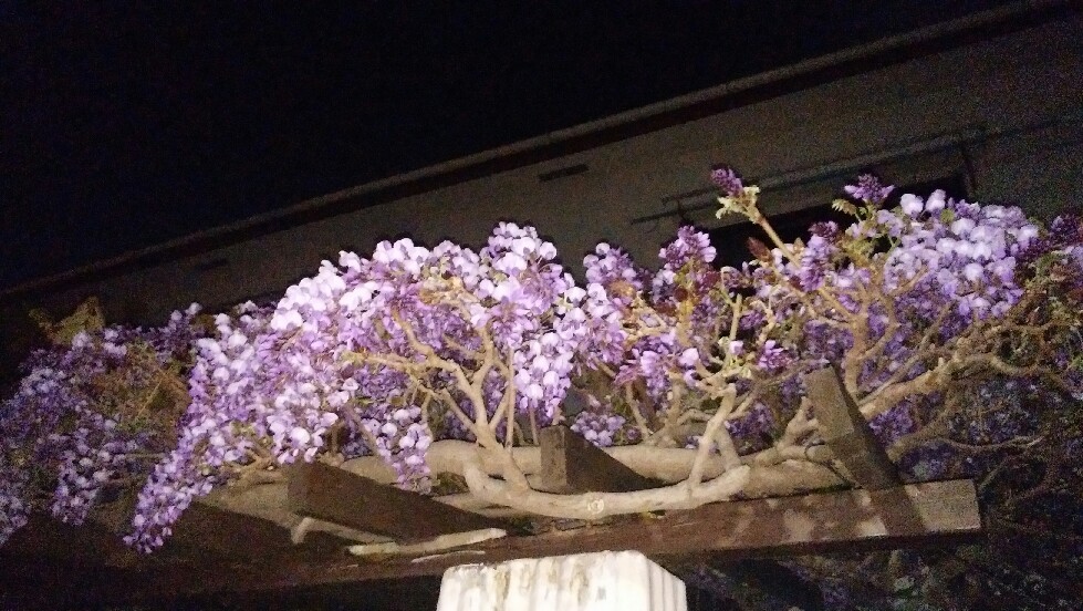 藤の花桜の季節から季..._f0138311_20093985.jpg