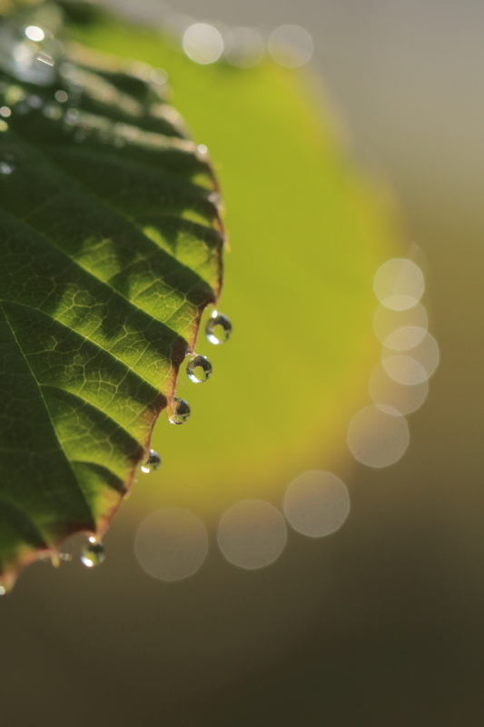雨上がりの朝 すこし早起き トサミズキの葉っぱの水滴が可愛い ミントン気ままぎゃらり