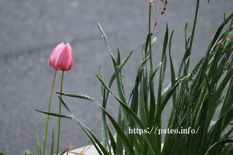 近所の小さな花壇に咲くチューリップを愉しむ⁉_a0214329_18011388.jpg