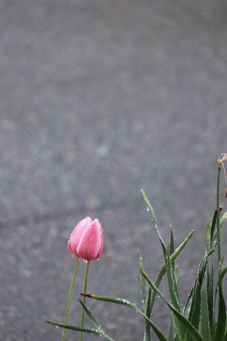 近所の小さな花壇に咲くチューリップを愉しむ⁉_a0214329_18083003.jpg