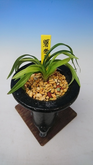 韓国春蘭 『無銘曙縞』3本立 日本春蘭 中国蘭 寒蘭 東洋蘭 山野草 多肉